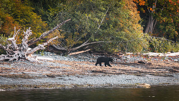 Wildlife in the Vancouver Island wilderness
