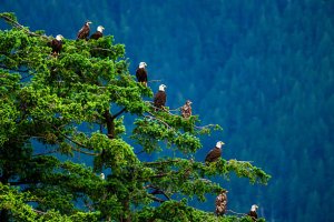 Large group of Bald eagles in a tree at Jimmy Judd Island, Campbell River, Vancouver Island Nature, British Columbia, Canada