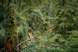 Vancouver Island Wilderness and Old growth forest vancouver island.