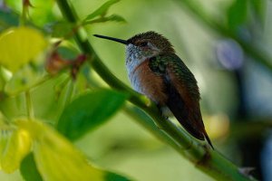 Vancouver Island Nature: Rufus humming