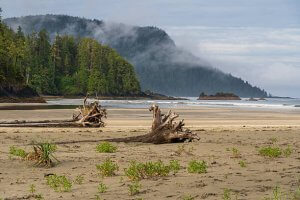 Vancouver Island wilderness along the Pacific coast