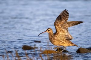 Vancouver Island Nature: Whimbrel Landing