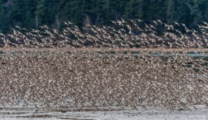 Vancouver Island Nature: western sandpipers
